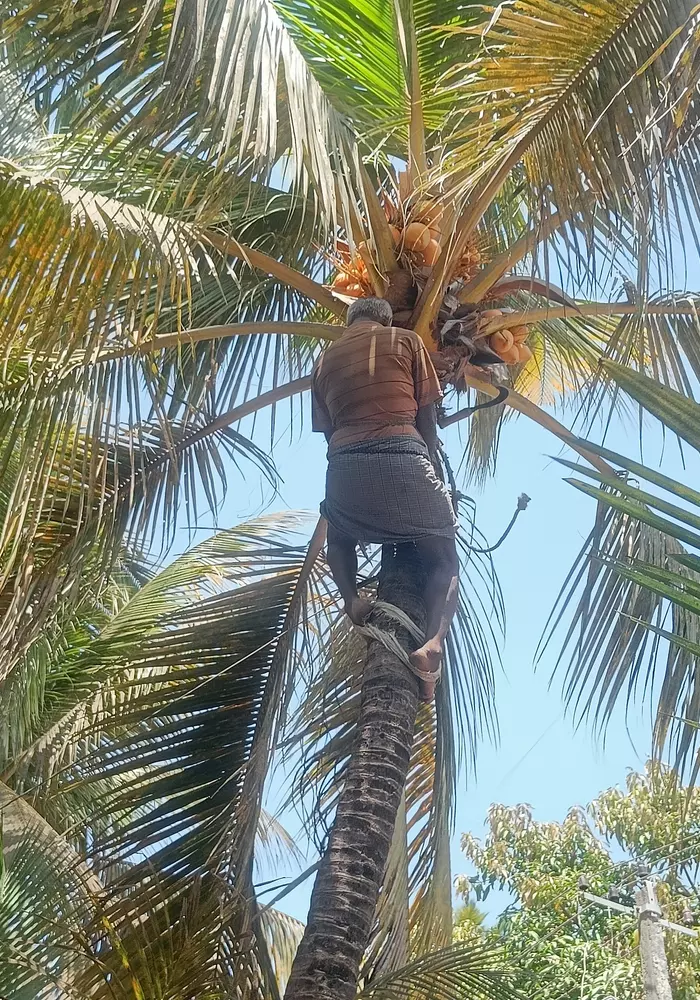 Profissional subindo em coqueiro para limpeza